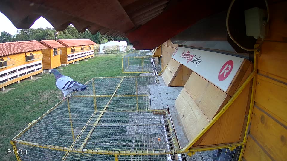 Pigeon Arrival Image For Race Final Race 1/3