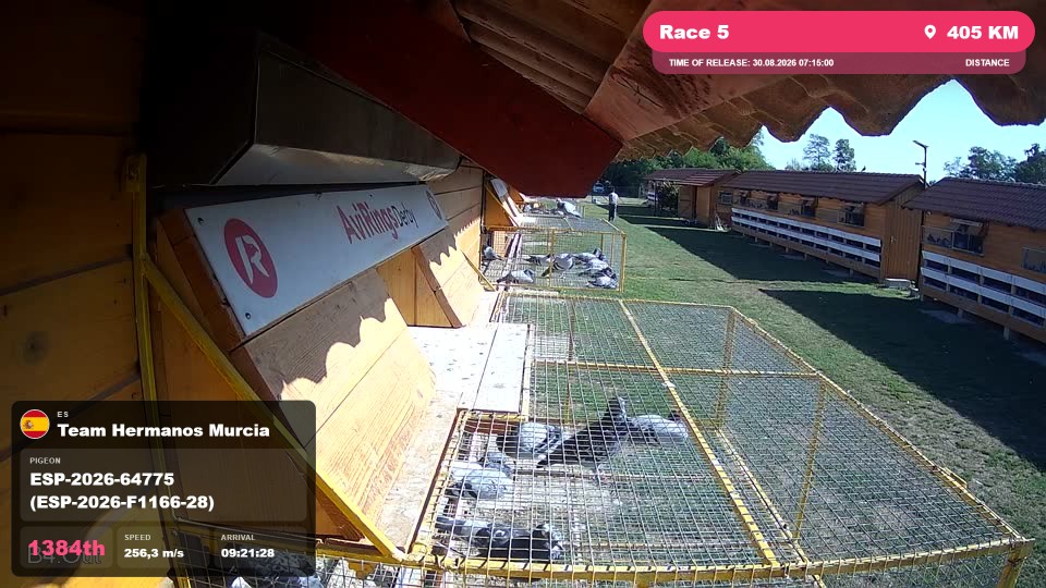 Pigeon Arrival Image For Race Race 5