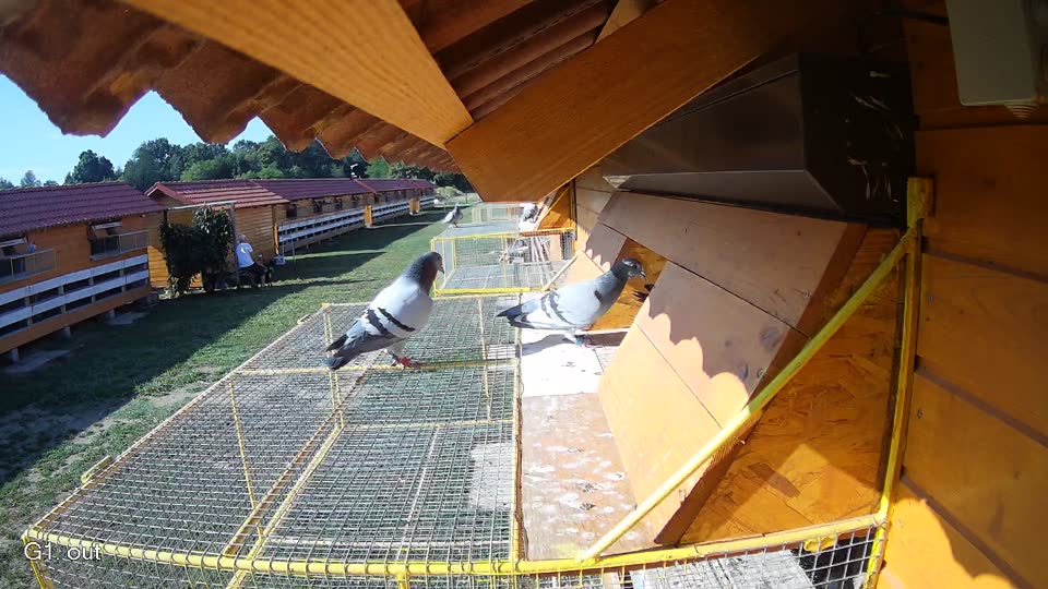 Pigeon Arrival Image For Race Race 2
