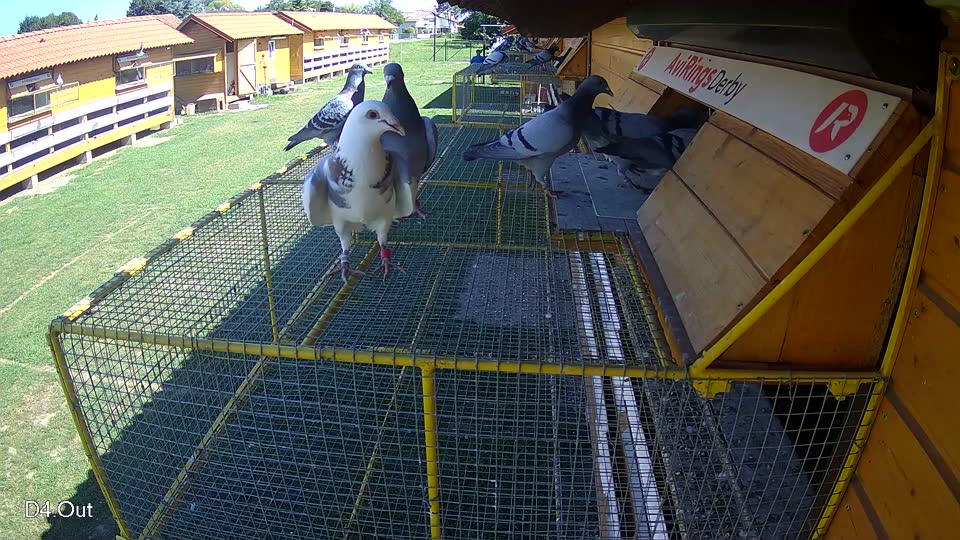 Pigeon Arrival Image For Race Race 2