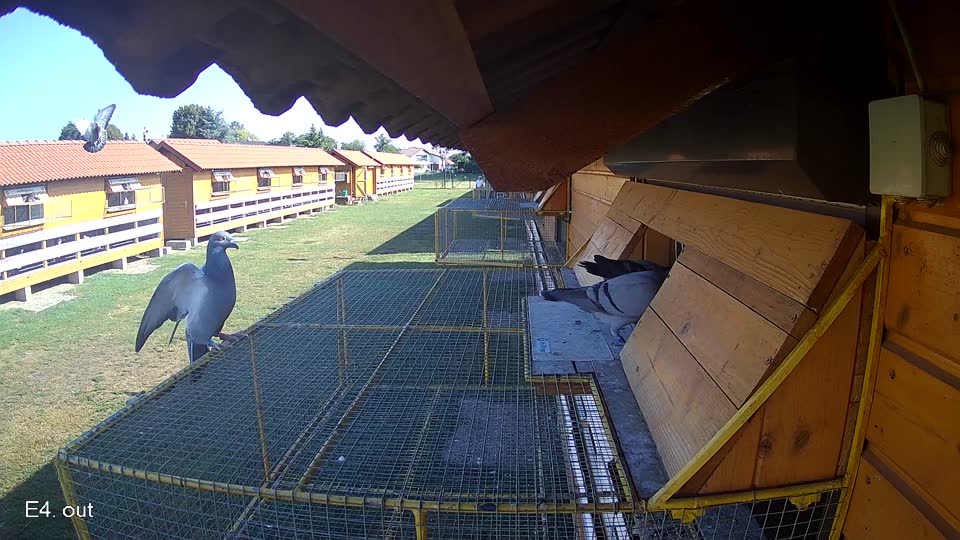 Pigeon Arrival Image For Race Race 2