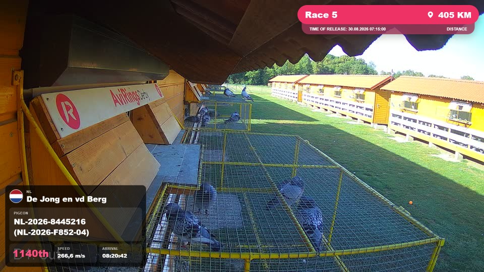 Pigeon Arrival Image For Race Race 5