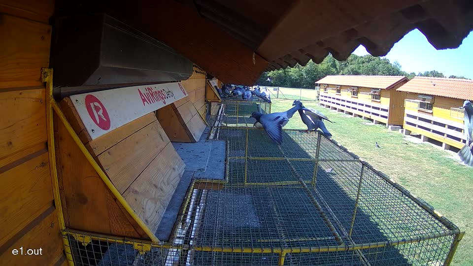 Pigeon Arrival Image For Race Race 3