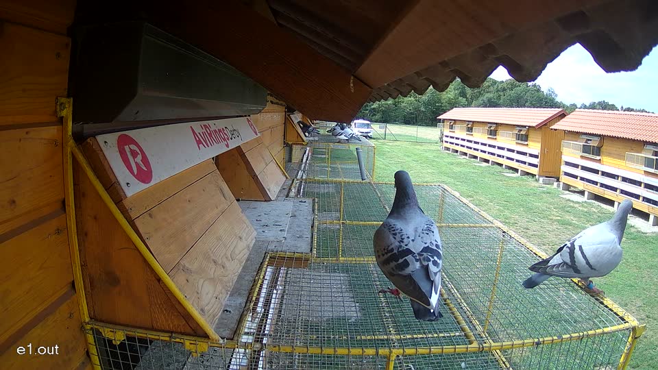 Pigeon Arrival Image For Race Race 4