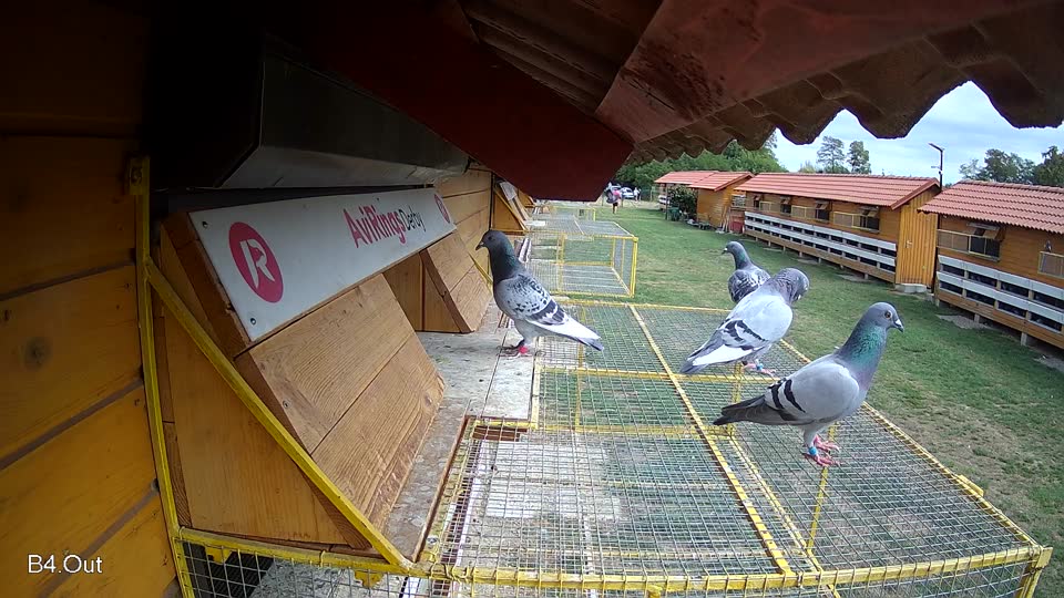 Pigeon Arrival Image For Race Race 4