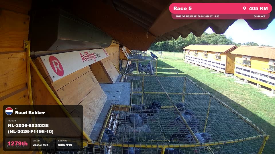 Pigeon Arrival Image For Race Race 5