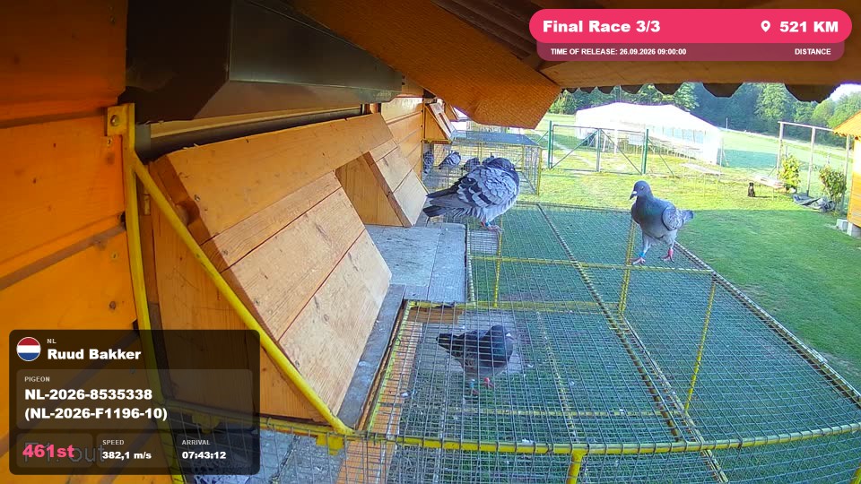 Pigeon Arrival Image For Race Final Race 3/3