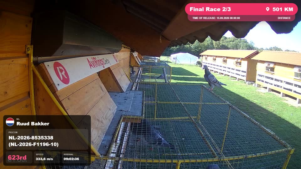 Pigeon Arrival Image For Race Final Race 2/3