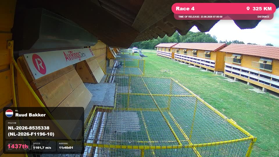 Pigeon Arrival Image For Race Race 4