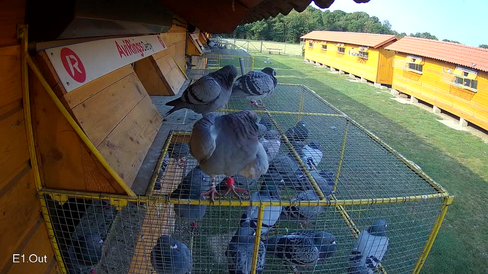 Pigeon Arrival Image For Race Race 4