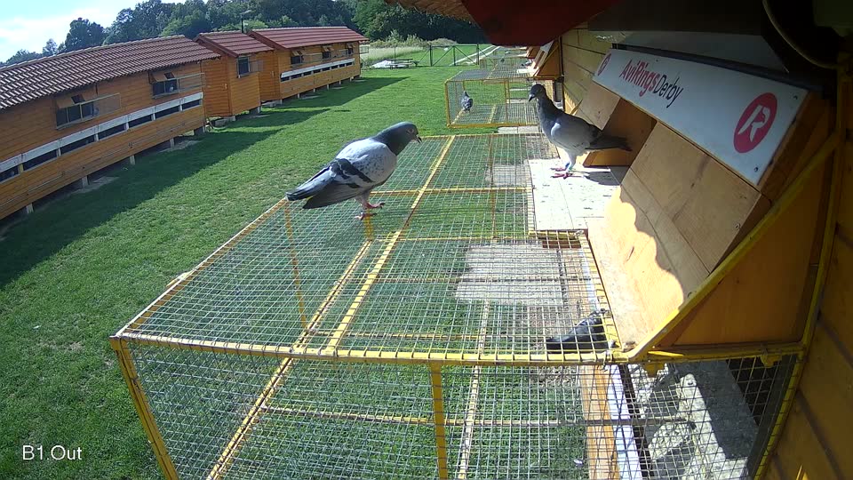 Pigeon Arrival Image For Race Final race 1
