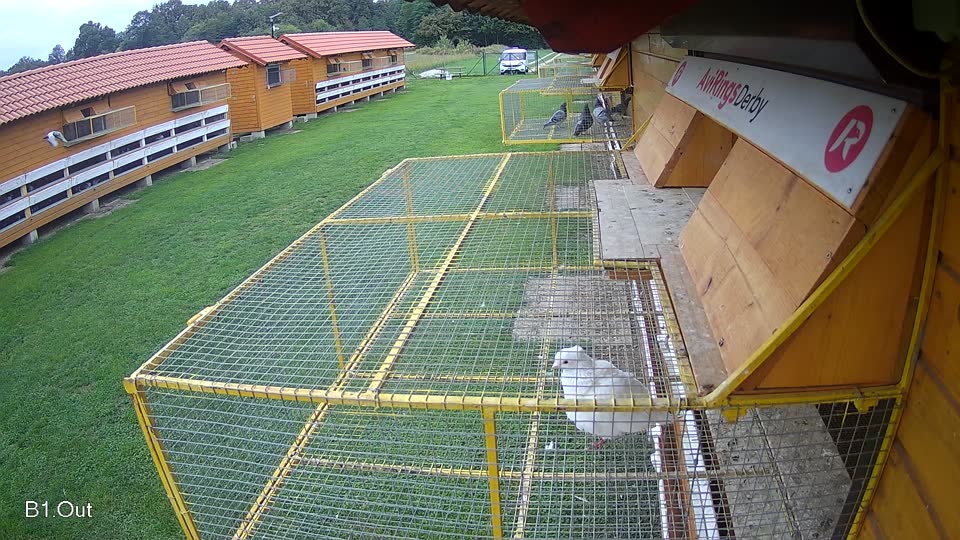 Pigeon Arrival Image For Race Final race 2