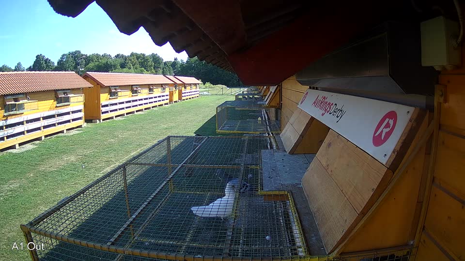 Pigeon Arrival Image For Race Race 5