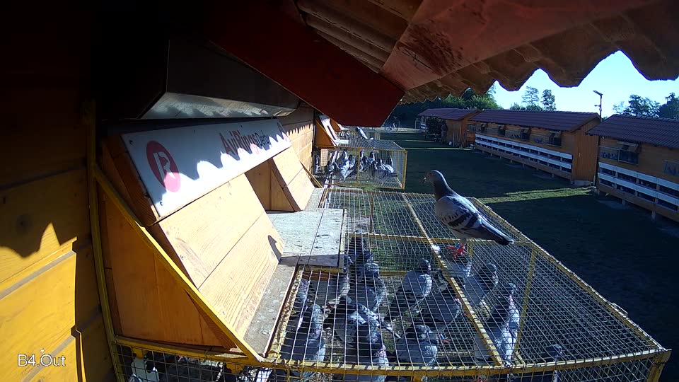 Pigeon Arrival Image For Race Race 3