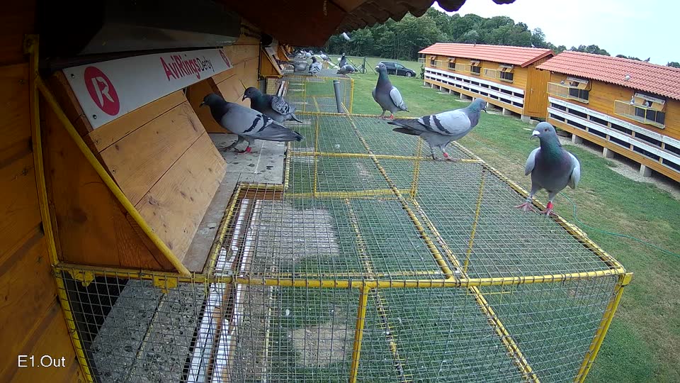 Pigeon Arrival Image For Race Race 3