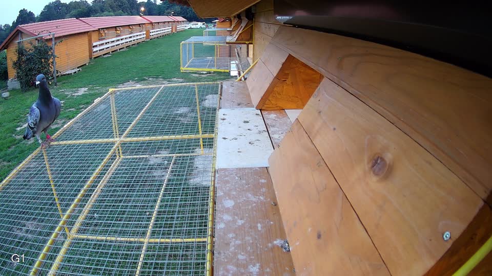 Pigeon Arrival Image For Race Final race 1