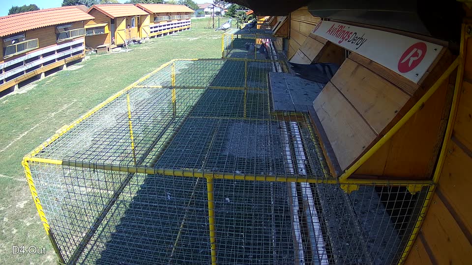 Pigeon Arrival Image For Race Race 5