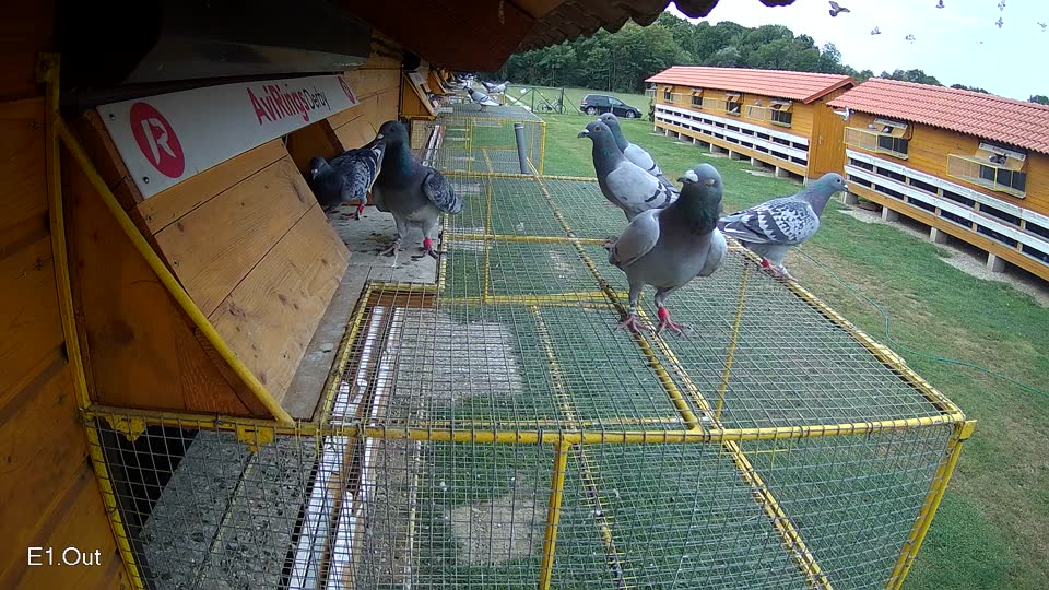 Pigeon Arrival Image For Race Race 3