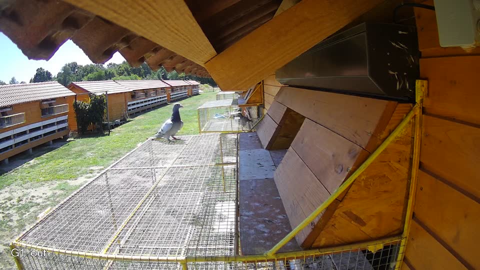 Pigeon Arrival Image For Race Race 3