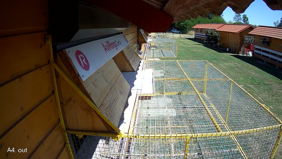 Pigeon Arrival Image For Race Race 3