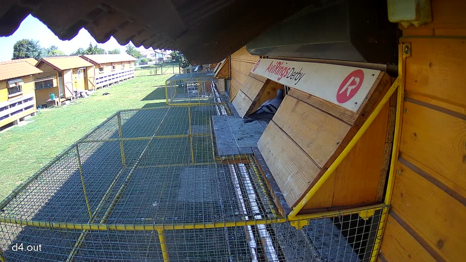 Pigeon Arrival Image For Race Race 2