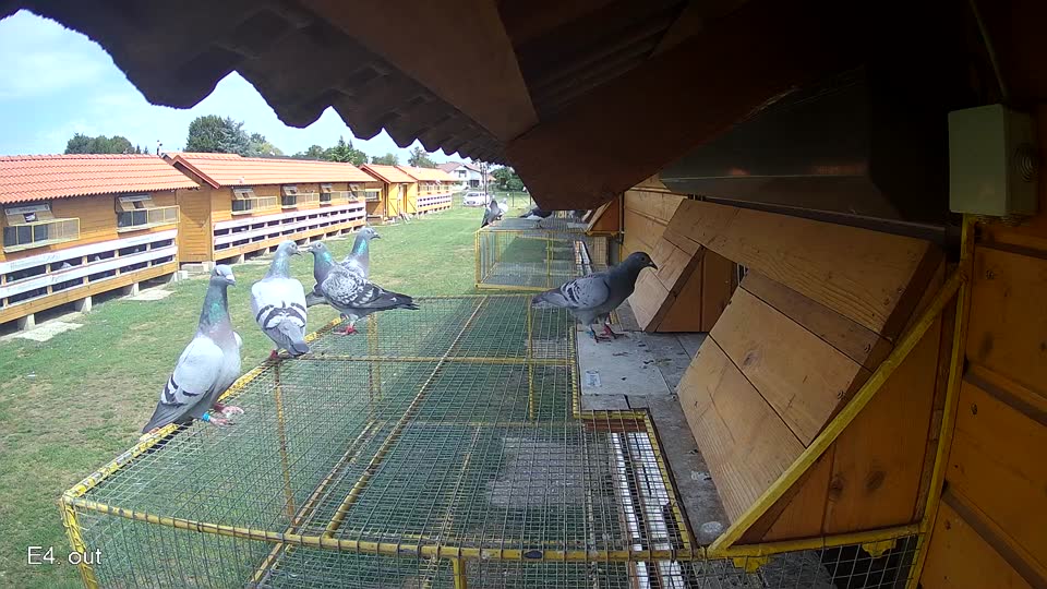 Pigeon Arrival Image For Race Race 4