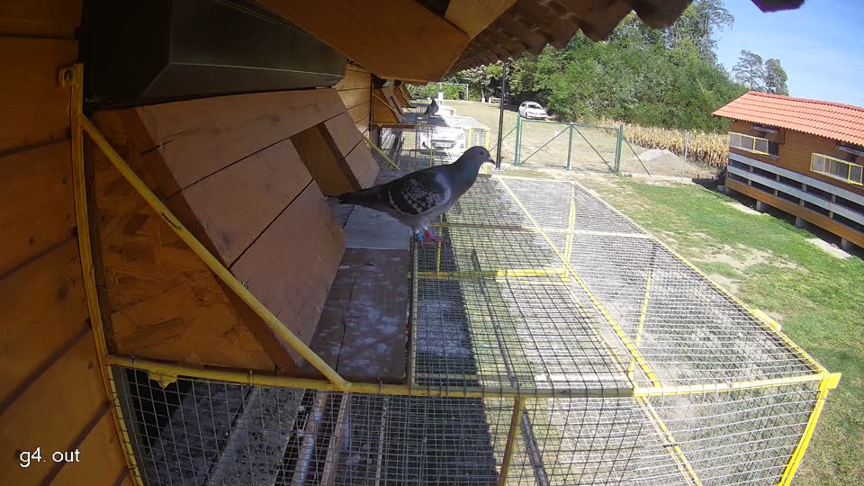 Pigeon Arrival Image For Race Final Race 1/3
