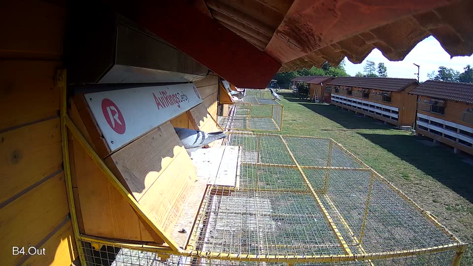 Pigeon Arrival Image For Race Race 2