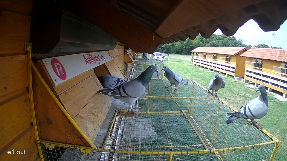 Pigeon Arrival Image For Race Race 4