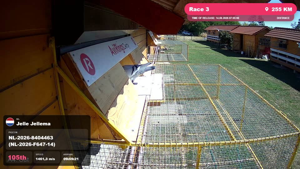 Pigeon Arrival Image For Race Race 3