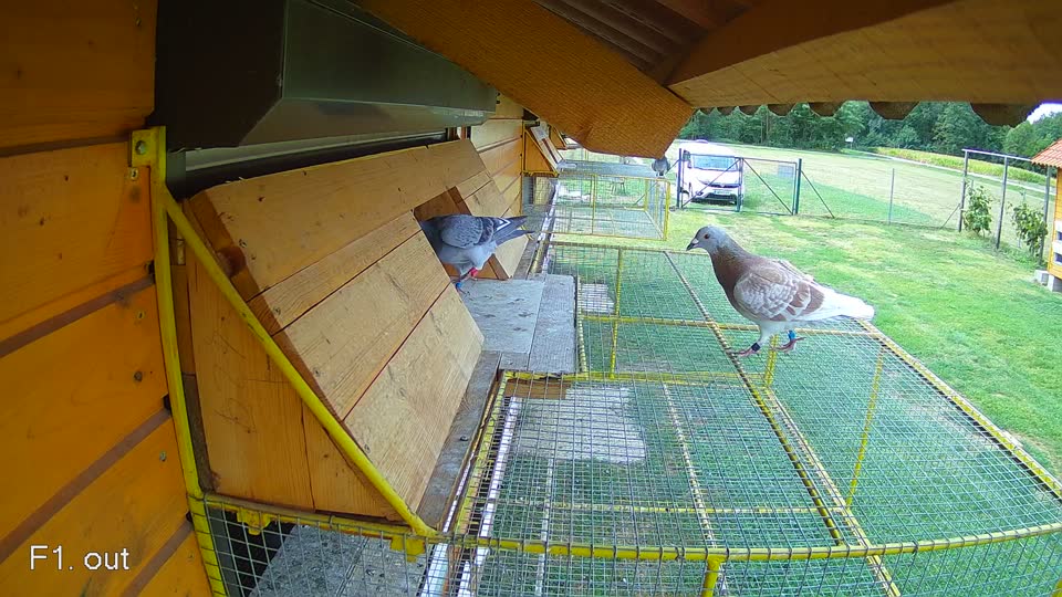 Pigeon Arrival Image For Race Race 4