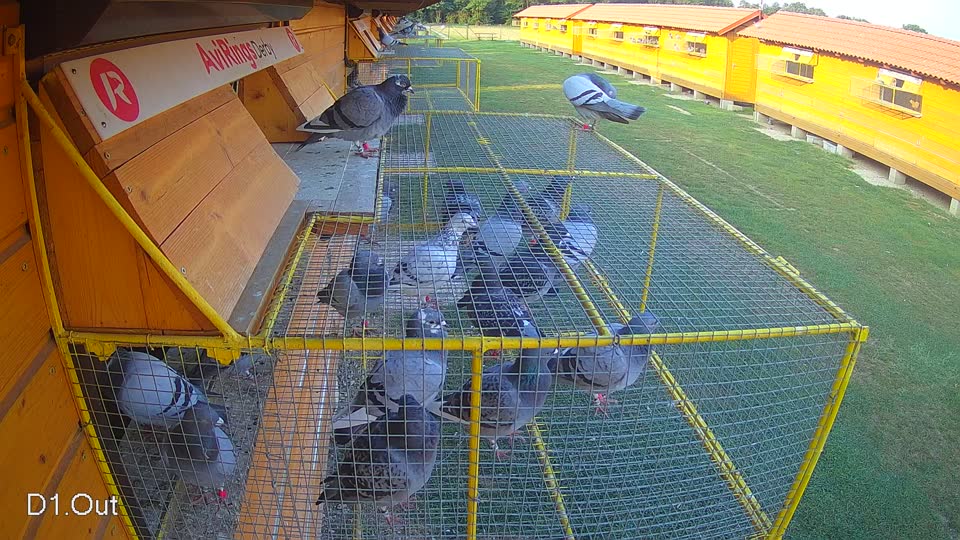 Pigeon Arrival Image For Race Race 4
