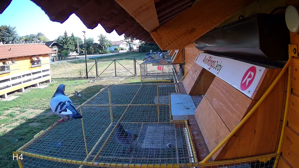 Pigeon Arrival Image For Race Race 2