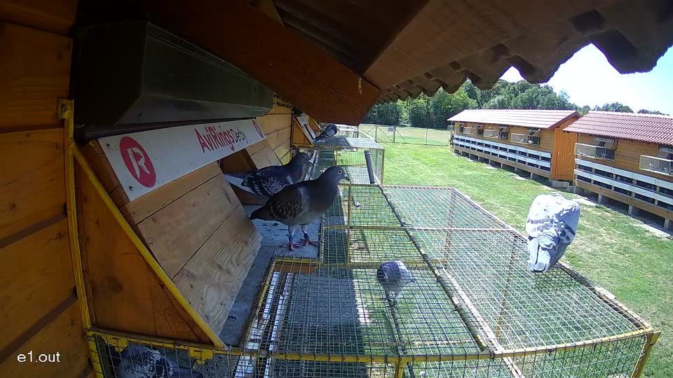 Pigeon Arrival Image For Race Race 4