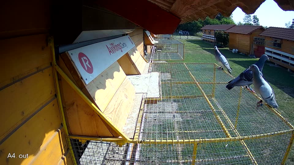 Pigeon Arrival Image For Race Race 1
