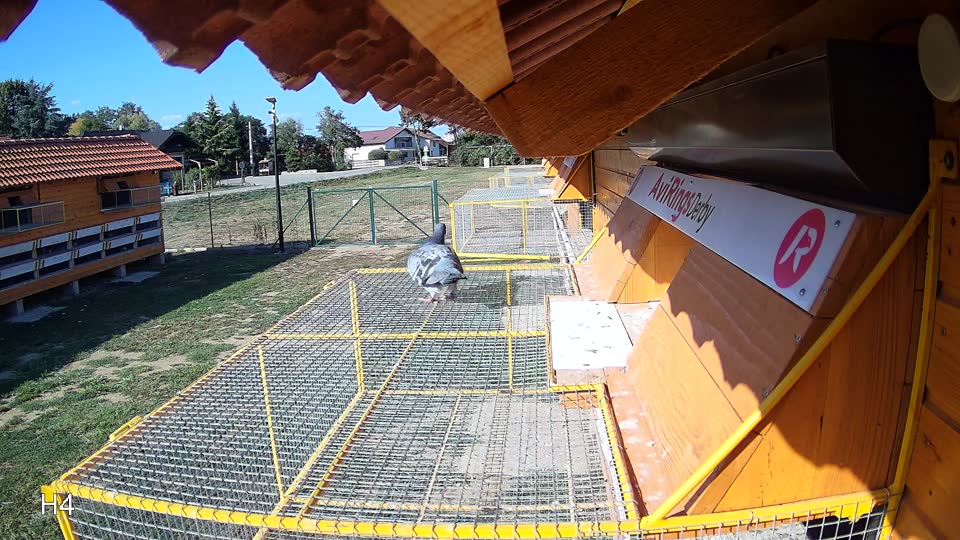 Pigeon Arrival Image For Race Race 5