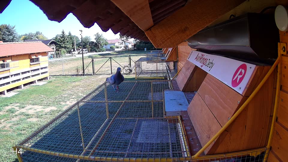 Pigeon Arrival Image For Race Race 2