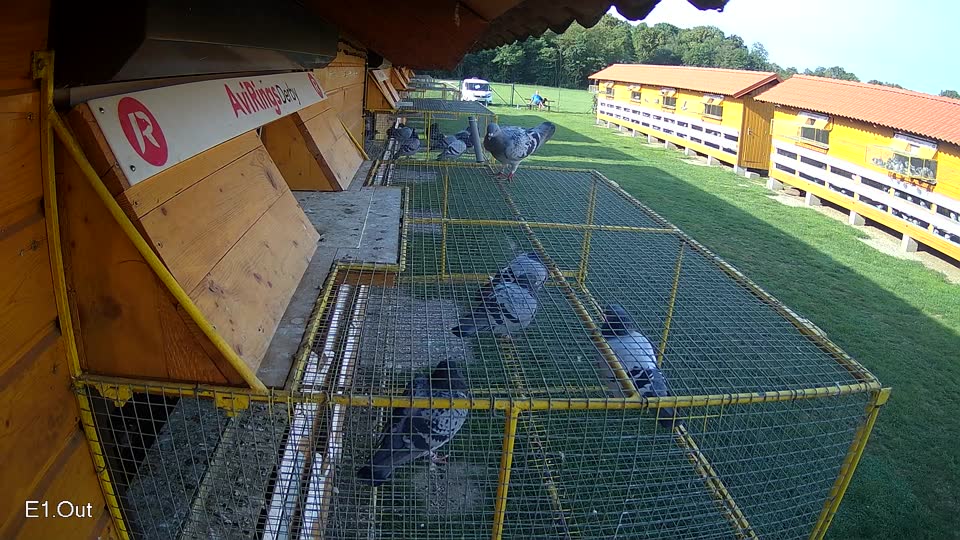 Pigeon Arrival Image For Race Race 6