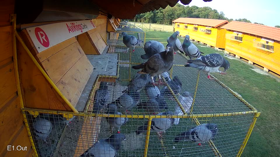 Pigeon Arrival Image For Race Race 4