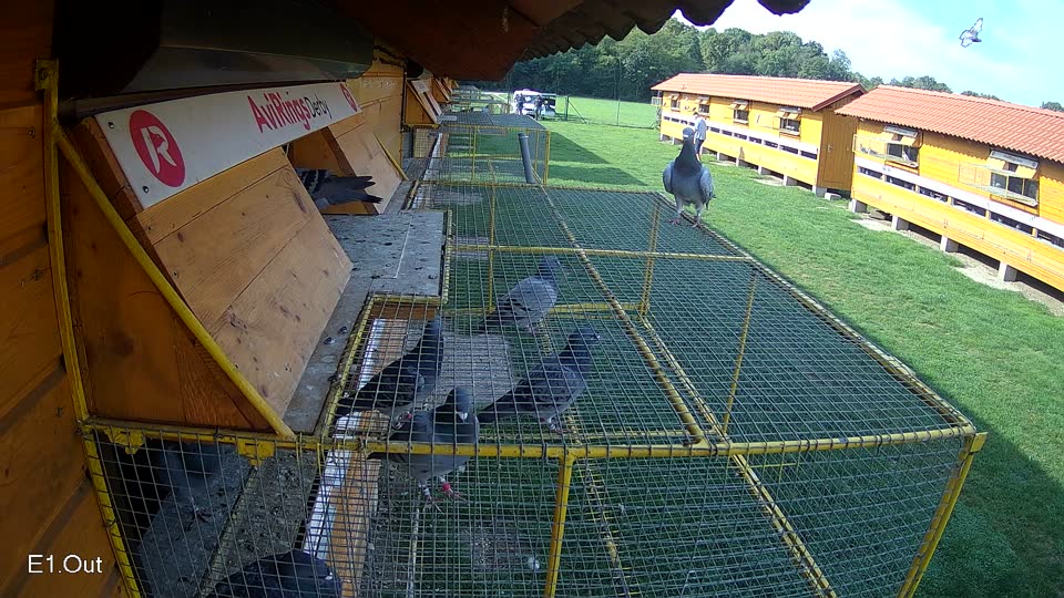 Pigeon Arrival Image For Race Final race 1
