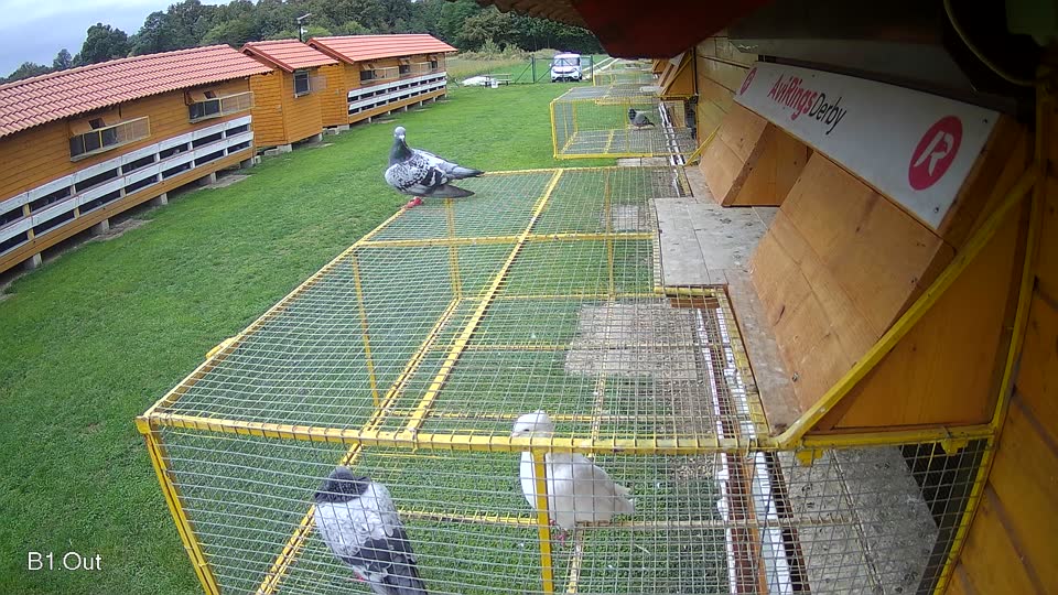 Pigeon Arrival Image For Race Final race 2