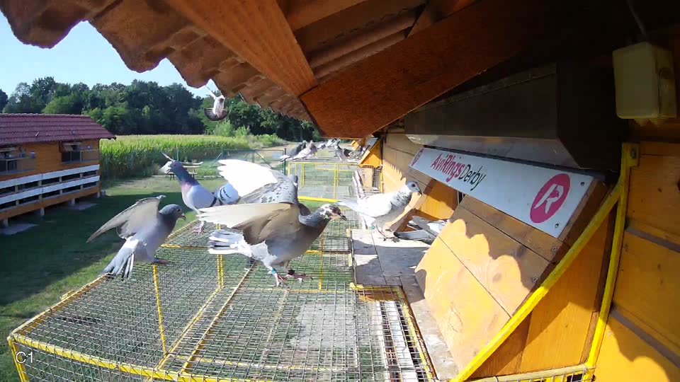 Pigeon Arrival Image For Race Race 1
