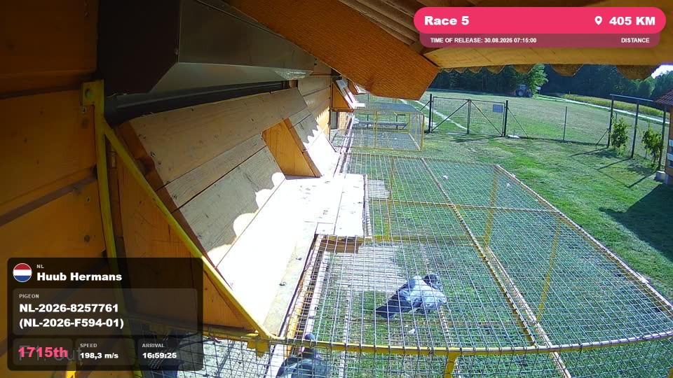 Pigeon Arrival Image For Race Race 5