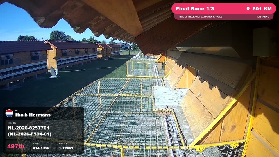 Pigeon Arrival Image For Race Final Race 1/3