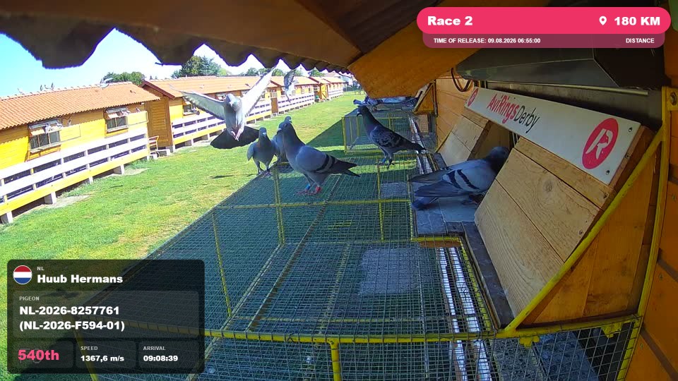 Pigeon Arrival Image For Race Race 2