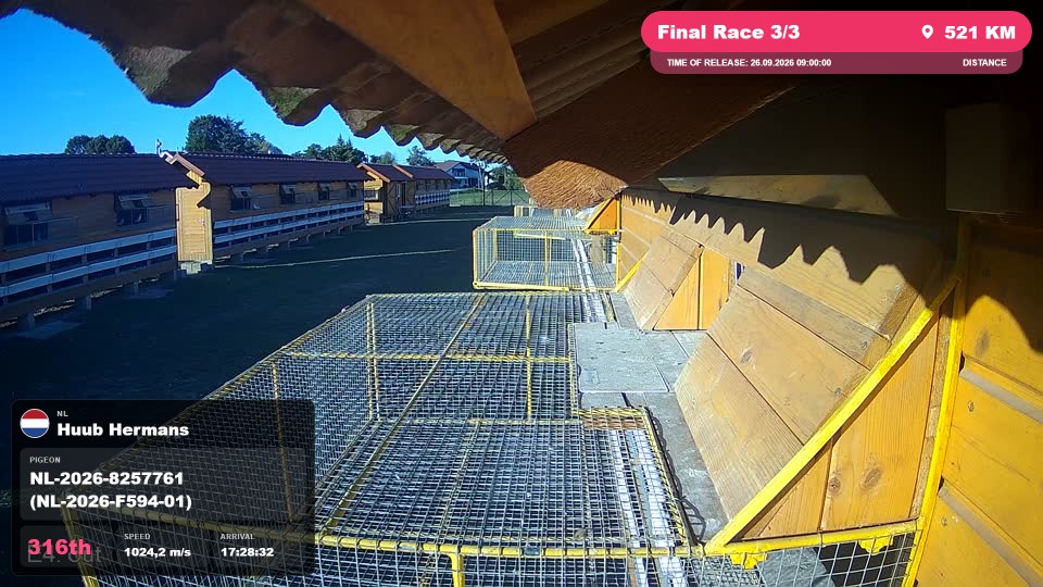 Pigeon Arrival Image For Race Final Race 3/3