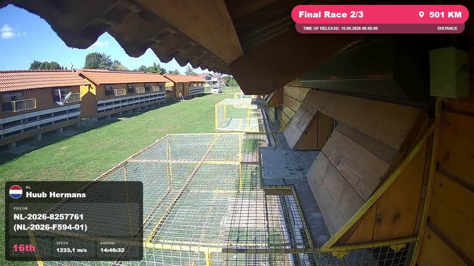 Pigeon Arrival Image For Race Final Race 2/3