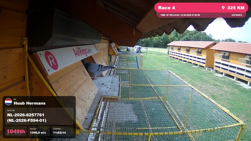 Pigeon Arrival Image For Race Race 4