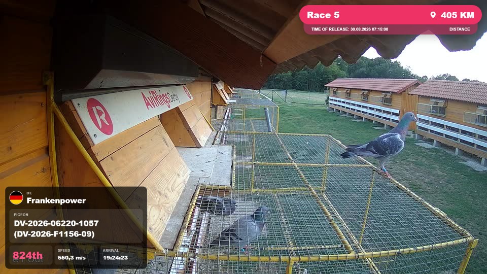 Pigeon Arrival Image For Race Race 5