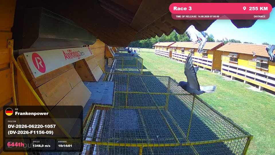 Pigeon Arrival Image For Race Race 3